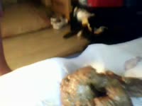 Poop Fetish Porn - White whore have her ass covered in shit